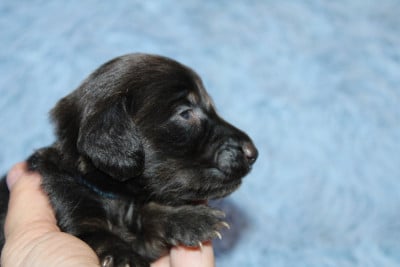 Les chiots de Teckel poil long