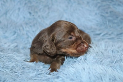 Les chiots de Teckel poil long