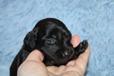 Les chiots de Teckel poil long
