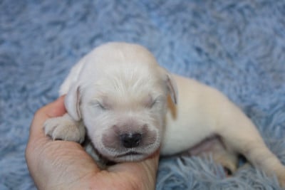 Les chiots de Golden Retriever