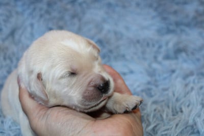 Les chiots de Golden Retriever