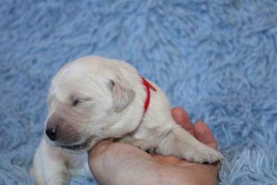 Les chiots de Golden Retriever