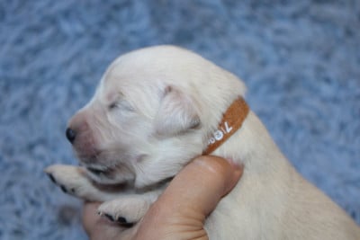 Les chiots de Golden Retriever