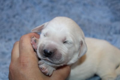 Les chiots de Golden Retriever