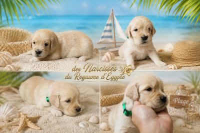 Les chiots de Golden Retriever