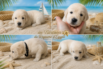 Les chiots de Golden Retriever