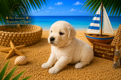 Les chiots de Golden Retriever