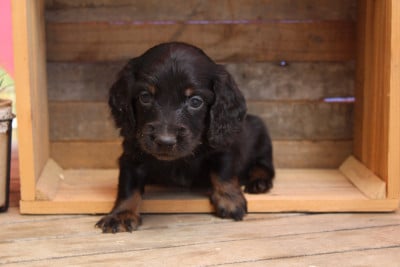 Les chiots de Teckel poil long