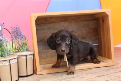 Les chiots de Teckel poil long