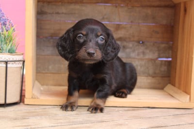 Les chiots de Teckel poil long