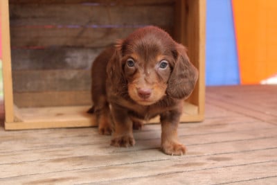 Les chiots de Teckel poil long
