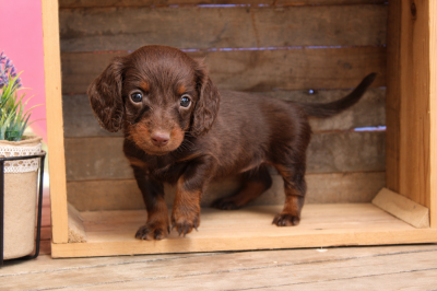 Les chiots de Teckel poil long