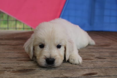 Les chiots de Golden Retriever