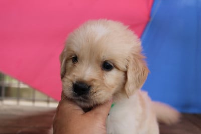 Les chiots de Golden Retriever