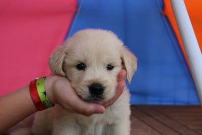 Les chiots de Golden Retriever