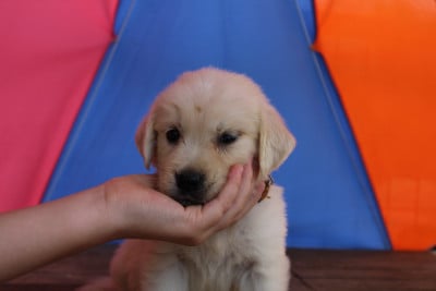 Les chiots de Golden Retriever