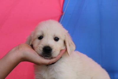 Les chiots de Golden Retriever