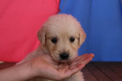 Les chiots de Golden Retriever