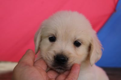 Les chiots de Golden Retriever
