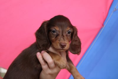 Les chiots de Teckel poil long