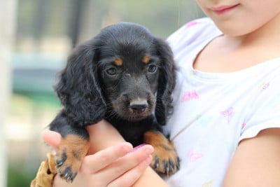 Les chiots de Teckel poil long