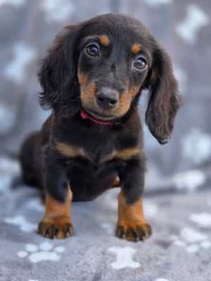 Les chiots de Teckel poil long