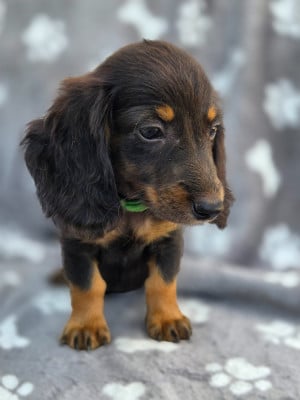 Les chiots de Teckel poil long