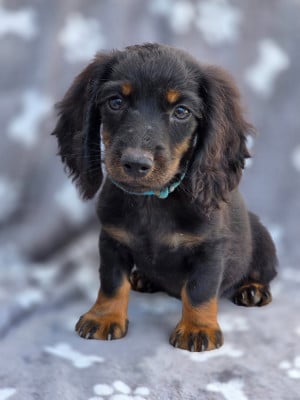 Les chiots de Teckel poil long