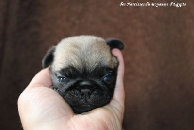 Les chiots de Carlin