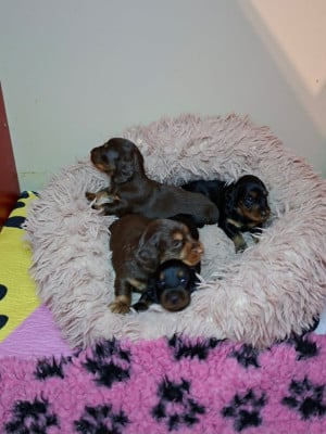 Les chiots de Teckel poil long