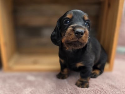 Les chiots de Teckel poil long