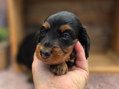 Les chiots de Teckel poil long