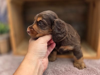Les chiots de Teckel poil long
