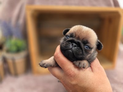 Les chiots de Carlin