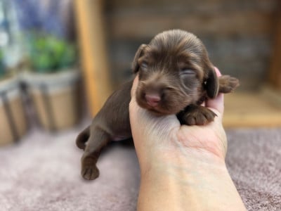 Les chiots de Teckel poil long