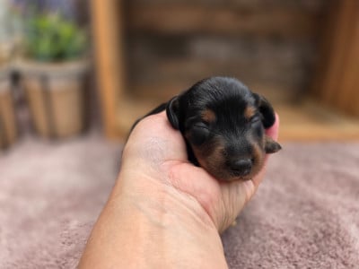 Les chiots de Teckel poil long