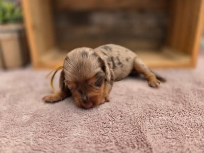 Les chiots de Teckel poil long