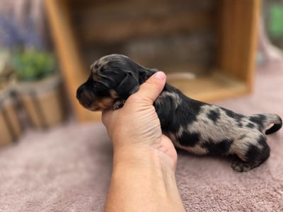 Les chiots de Teckel poil long