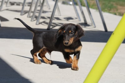 Les chiots de Teckel poil long