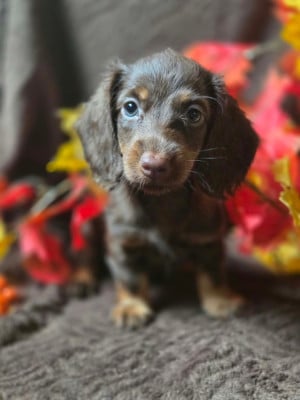Les chiots de Teckel poil long