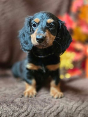 Les chiots de Teckel poil long