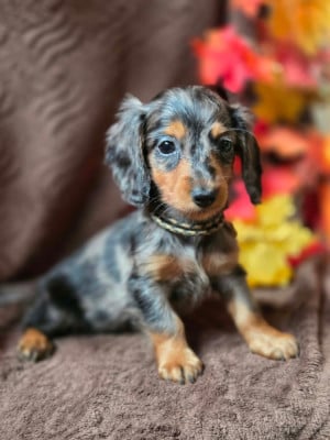 Les chiots de Teckel poil long