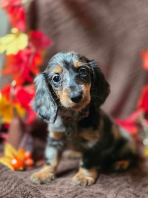 Les chiots de Teckel poil long