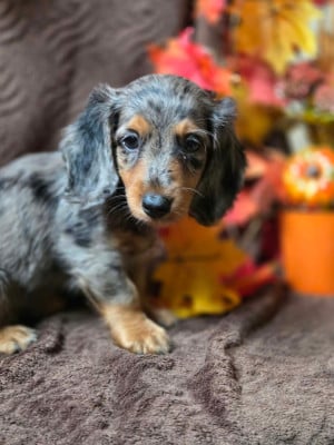 Les chiots de Teckel poil long