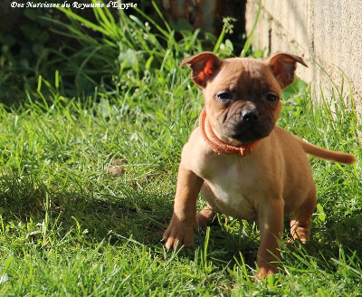Collier orange - Staffordshire Bull Terrier