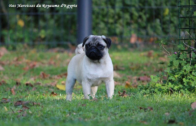 Les chiots de Carlin
