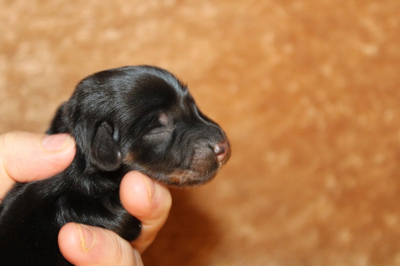 Teckel poil long - Des Narcisses Du Royaume D'egypte