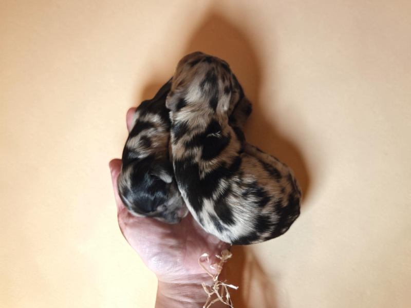 Teckel poil long - Des Narcisses Du Royaume D'egypte