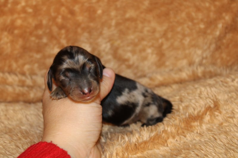 Teckel poil long - Des Narcisses Du Royaume D'egypte