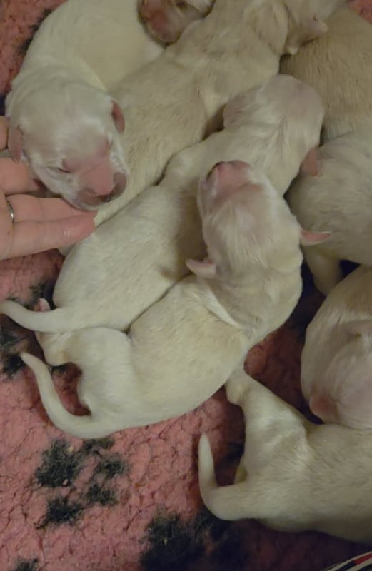 Golden Retriever - Des Narcisses Du Royaume D'egypte